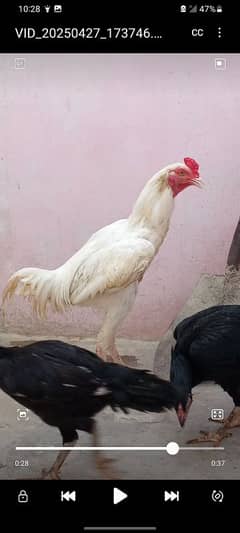 Homebreed herra Patha