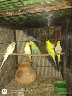 Budgies,LoveBirds,White Java and Cages For sell
