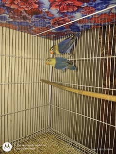 Lovebirds,White
