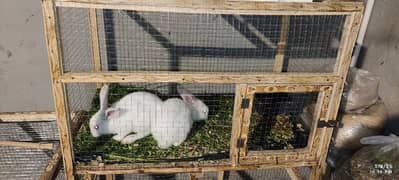 Desi Rabbits Pair white