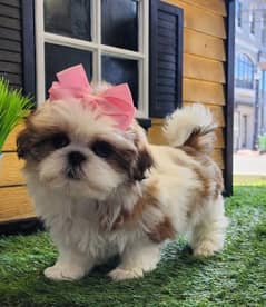shitzu puppies 03198435459
