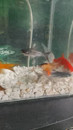 fish and corium for sale