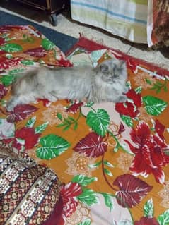 persian cat.