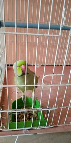 green ringneck parrot pair for sell