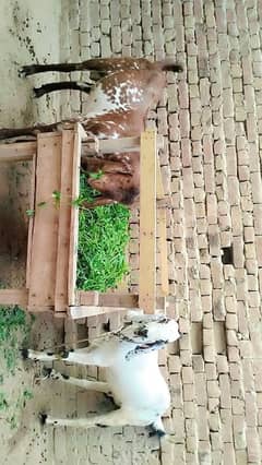 2 piuer dasi bakra