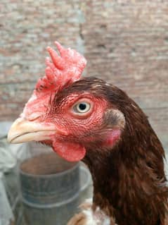 Bengum aseel female available03350661457