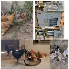 256 eggs fully automatic incubator for sale and hens