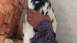 taddy Bakra for qurbani