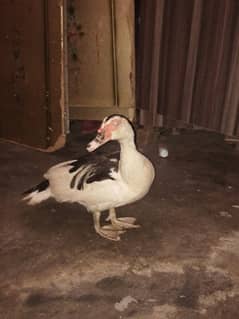 duck.