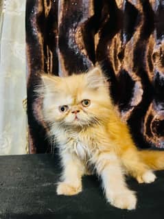 Extreme punch face baby cat