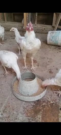Qandahari Aseel pure white chicks and eggs for sale