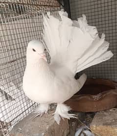 fancy lucky kabootar