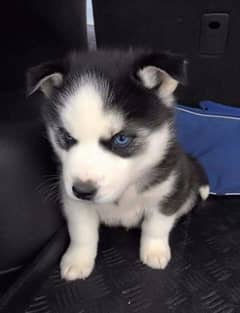 sibren husky pupies