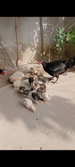 chiks for sale aseel chiks 2 months