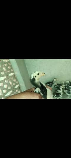 Shamo Black