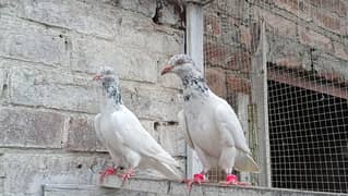 White Golden Resulted Pair