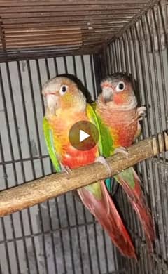 Pineapple conure pair
