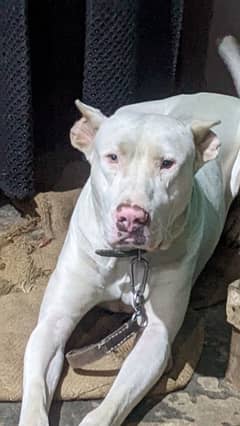 dog for sale