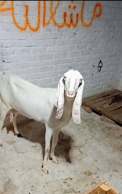 Pure Rajanpuri Bakri Gulabi Goat