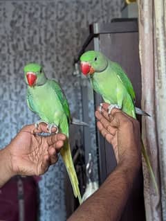 Kashmiri