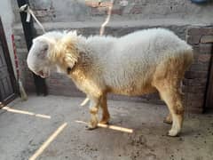 gulabi mundra