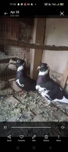 black chamba