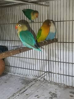 love birds 4 pair