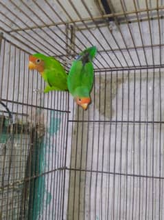 Love birds