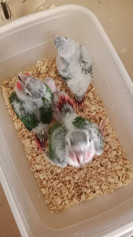 green conure baby 1