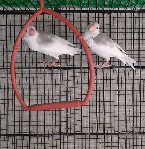 Java Birds 4