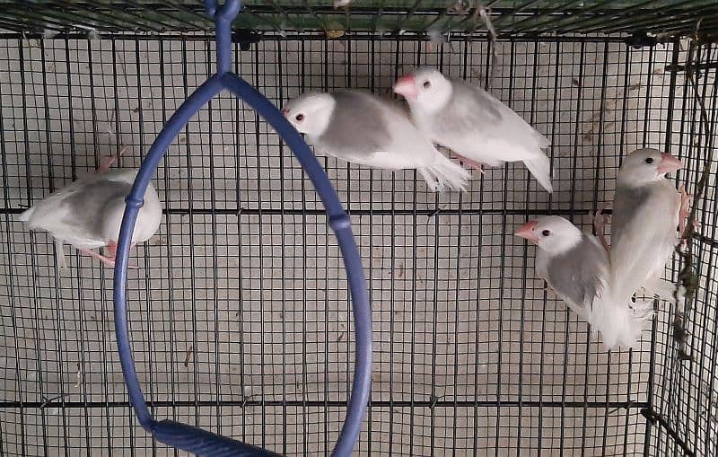 Java Birds 5