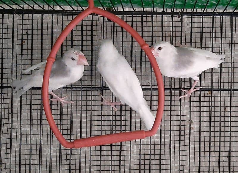 Java Birds 8