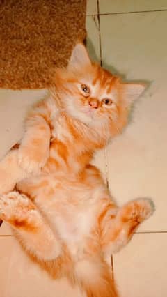 Persian
