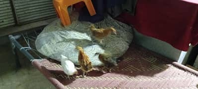4 desi chicks for sale 2 and half months old