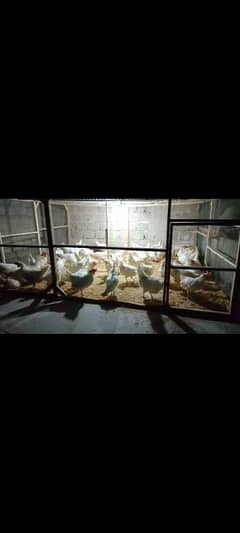 LsL Ultra Laye hens