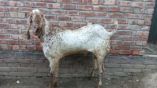 makhi