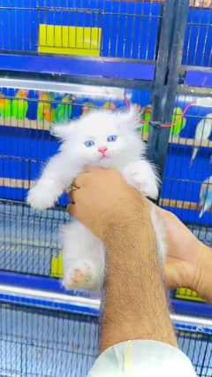 Persian beautiful cat for saleCall my WhatsApp number 03232245291