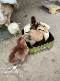 Aseel chicks for sale