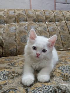 CONTACT NUMBER : 03366664860  WHITE KITTENS AVAILABLE  MALE OR FEMALE