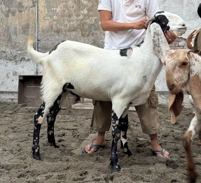 Desi Bakry | Goat Farm | Qurbani Jawar | Makhi Cheena 1