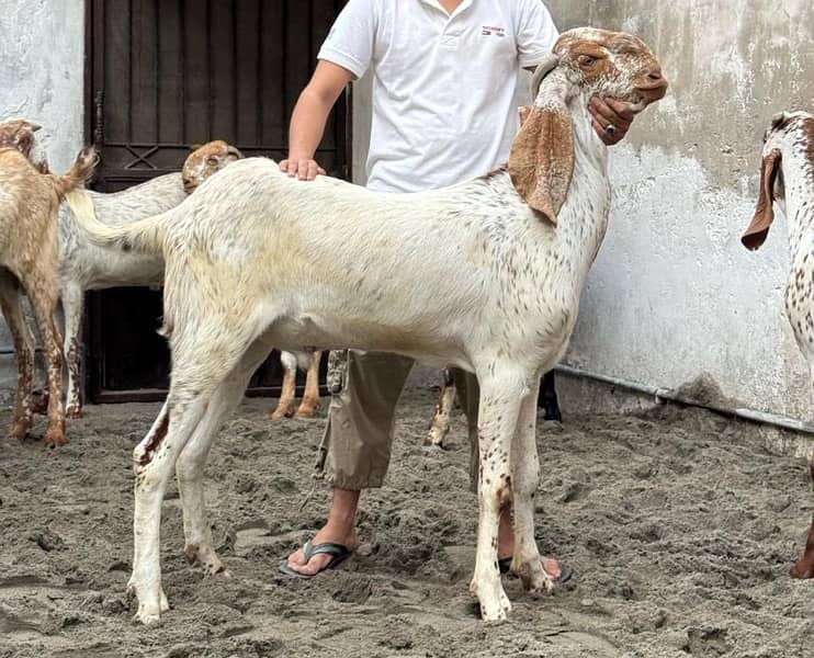 Desi Bakry | Goat Farm | Qurbani Jawar | Makhi Cheena 2