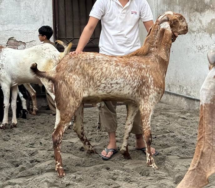 Desi Bakry | Goat Farm | Qurbani Jawar | Makhi Cheena 3