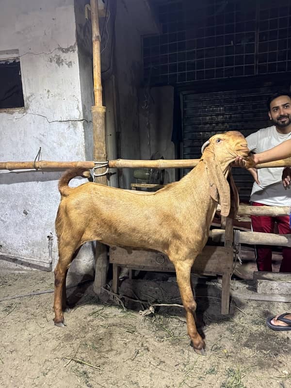 Desi Bakry | Goat Farm | Qurbani Jawar | Makhi Cheena 4