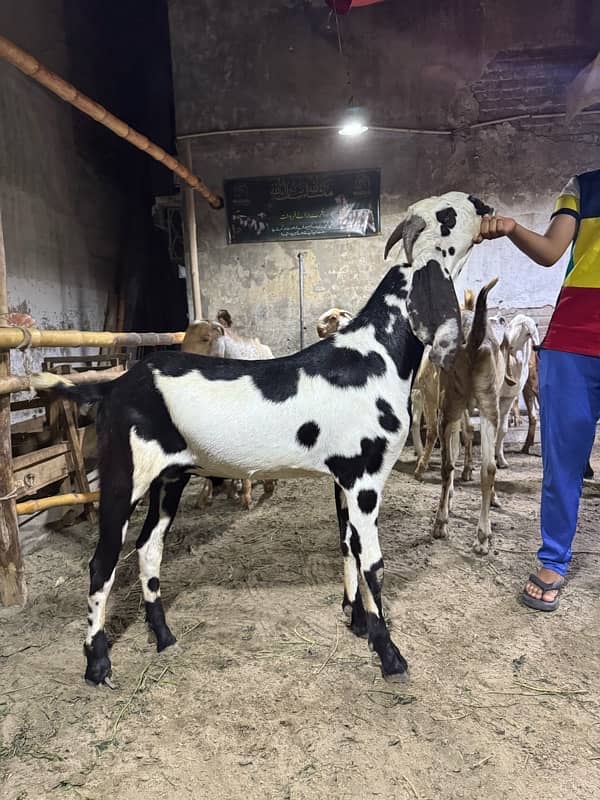 Desi Bakry | Goat Farm | Qurbani Jawar | Makhi Cheena 5