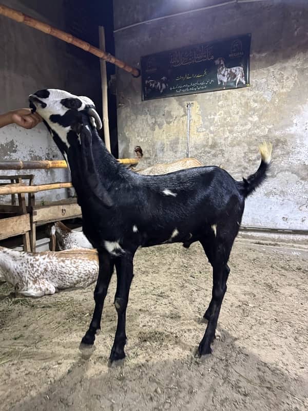 Desi Bakry | Goat Farm | Qurbani Jawar | Makhi Cheena 6