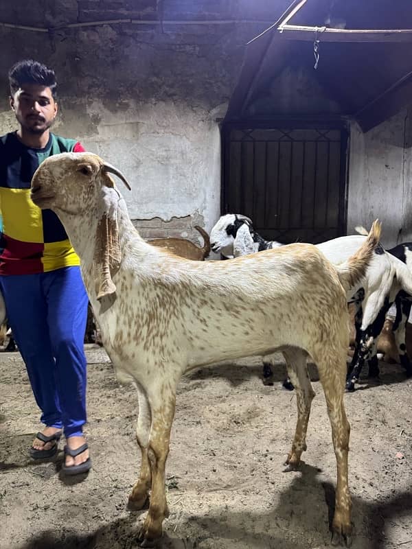 Desi Bakry | Goat Farm | Qurbani Jawar | Makhi Cheena 7