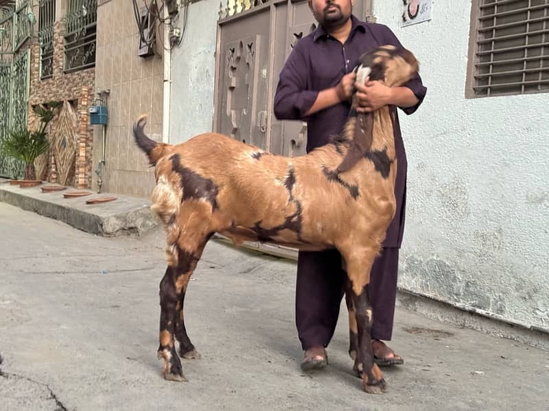 Desi Bakry | Goat Farm | Qurbani Jawar | Makhi Cheena 8