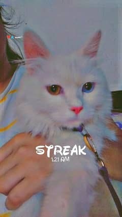 female persian   cat urgent sale