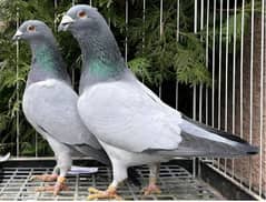 pigeon