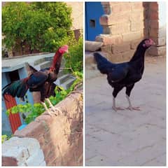 Aseel Pair For Sale